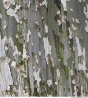 Tree Bark 0022